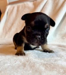 Paw Patrol Litter. French bulldog puppies - Photo 4