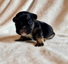 Paw Patrol Litter. French bulldog puppies - Photo 5