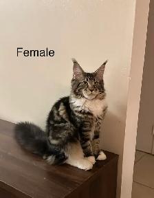 Maine Coon Kittens - Photo 4