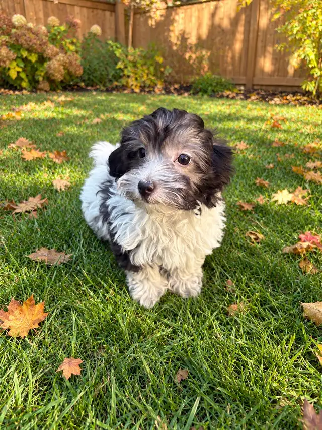 Adorable Toy Poodle Puppies Available!