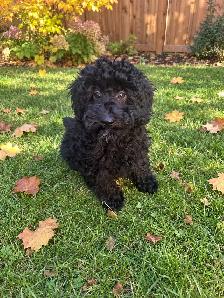 Adorable Toy Poodle Puppies Available! - Photo 2