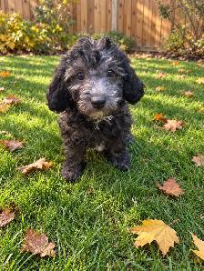 Adorable Toy Poodle Puppies Available! - Photo 3