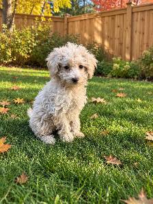 Adorable Toy Poodle Puppies Available! - Photo 4