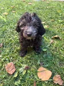 Adorable Toy Poodle Puppies Available! - Photo 5