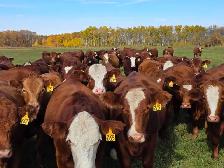 Premium Bred Heifers - Early Calving Simm-Angus Red & Red Baldy