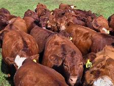 Premium Bred Heifers - Early Calving Simm-Angus Red & Red Baldy - Photo 2