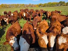 Premium Bred Heifers - Early Calving Simm-Angus Red & Red Baldy - Photo 4