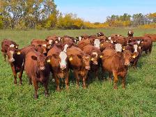 Premium Bred Heifers - Early Calving Simm-Angus Red & Red Baldy - Photo 5
