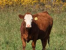 Premium Bred Heifers - Early Calving Simm-Angus Red & Red Baldy - Photo 6