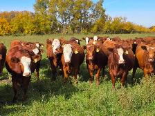 Premium Bred Heifers - Early Calving Simm-Angus Red & Red Baldy - Photo 7
