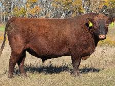 Premium Bred Heifers - Early Calving Simm-Angus Red & Red Baldy - Photo 8