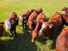 Premium Bred Heifers - Early Calving Simm-Angus Red & Red Baldy - Photo 9
