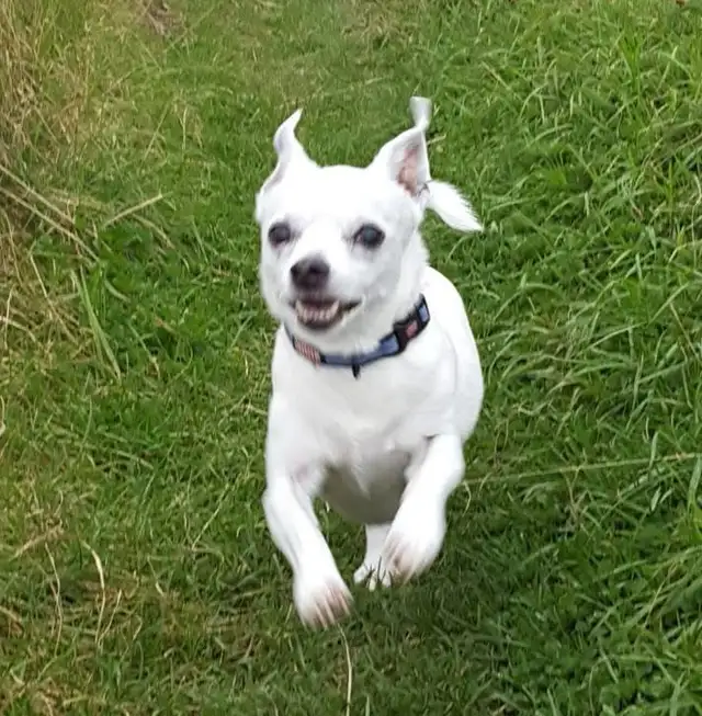 House & Pet Sitter