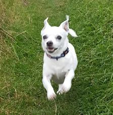 House & Pet Sitter