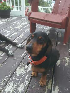 House & Pet Sitter - Photo 2