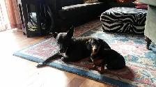 House & Pet Sitter - Photo 3