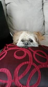 House & Pet Sitter - Photo 4