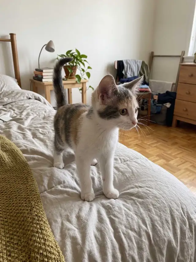 Chatons Calico Adorables à vendre !