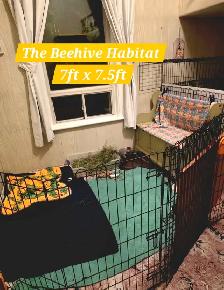 Experienced Rabbit Boarding - Photo 2