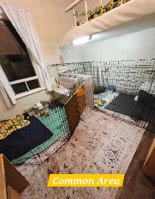 Experienced Rabbit Boarding - Photo 5