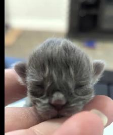 Ragdoll x Russian Blue