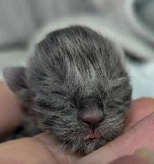 Ragdoll x Russian Blue - Photo 2