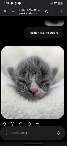 Ragdoll x Russian Blue - Photo 3