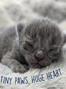 Ragdoll x Russian Blue - Photo 4