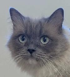 Ragdoll x Russian Blue - Photo 5