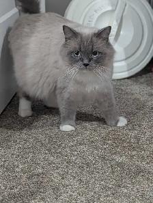 Ragdoll x Russian Blue - Photo 6