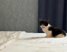 chaton à vendre / kittens for sale - Photo 4