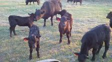 FULL TIME FARM LABOURER POSITION AVAILABLE - Photo 7