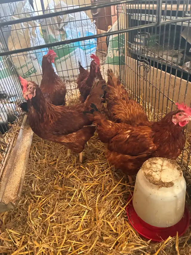 Laying hens