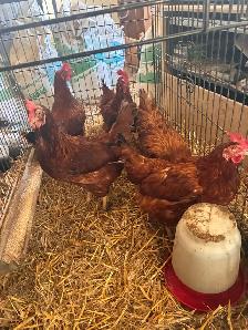 Laying hens