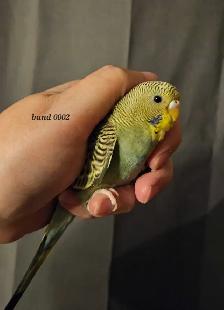 baby budgies