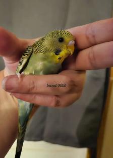 baby budgies - Photo 2
