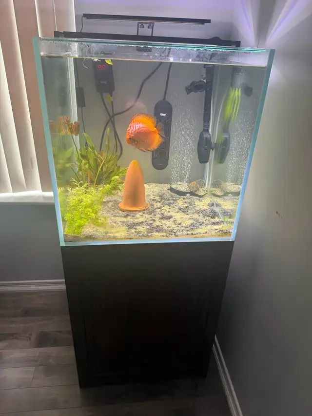 60 gallon aquarium rimless square shape, 24×24×24, comes stand