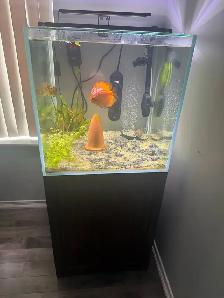 60 gallon aquarium rimless square shape, 24×24×24, comes stand