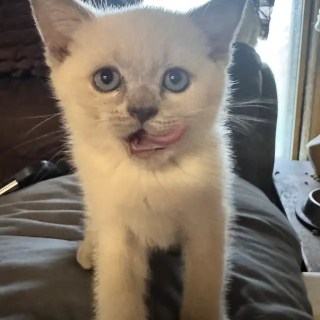 Scottish fold Siamese boys