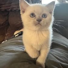 Scottish fold Siamese boys - Photo 2