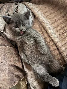 Scottish fold Siamese boys - Photo 3