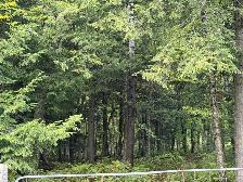 8 Acre Building Lot Ottawa West - Photo 3