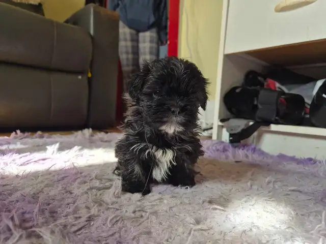 Shih Tzu Puppies