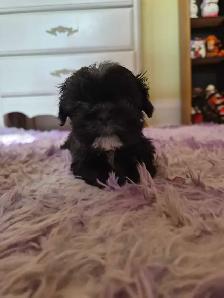 Shih Tzu Puppies - Photo 2