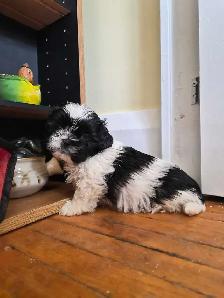 Shih Tzu Puppies - Photo 3