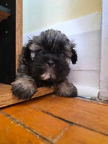 Shih Tzu Puppies - Photo 4