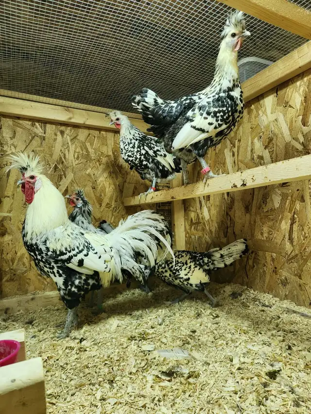 Œufs féconds de poules de races disponible!