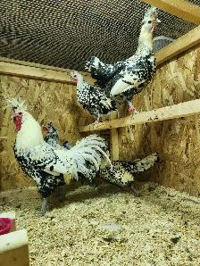 Œufs féconds de poules de races disponible!