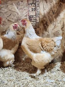 Œufs féconds de poules de races disponible! - Photo 2