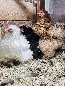 Œufs féconds de poules de races disponible! - Photo 3
